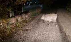 Aç kalan domuz sürüsü yola indi