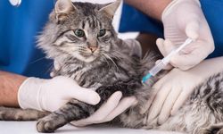Köpek ve kedilerde aşılamanın önemi
