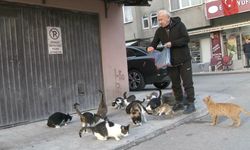 Adapazarı’nda örnek davranış: Her gün onlarca kediye 3 öğün yemek veriyor