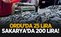 Sakaryalı hamsiyi pahalı yiyor! Ordu'da 25 lira, Sakarya'da 200 lira