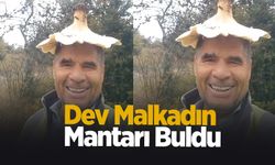 Dev mantar buldu