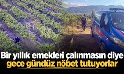 Bir yıllık emekleri çalınmasın diye gece gündüz nöbet tutuyorlar