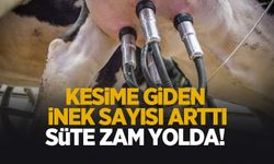 İnekler kesime gidiyor; Süte zam gelebilir!