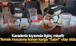 Karadeniz kıyısında ilginç misafir: Yemek masasına konan karga “Sabri” olay oldu