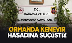 Ormanda kenevir hasadına suçüstü