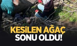 Kesilen ağacın altında kalan kişi öldü