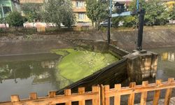 Yağışlarla birlikte kapaklarda yosun birikti