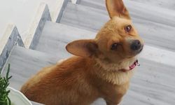 Adapazarı'nda sahipleri kayıp Karamel'i bekliyor!