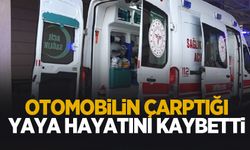 Feci kazada öldü