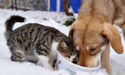 Yıldız: Soğuk havalarda sokak hayvanlarını unutmayalım