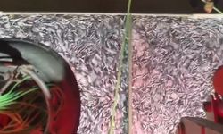 Bin kasa hamsi ve bin kasa sardalya ile limana döndüler