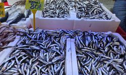 Hamsi bolluğu sürüyor