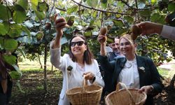 Coğrafi işaretli kivide hasat sevinci