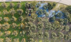 Zeytin hasadı başladı