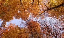 Yedigöller Milli Parkı'na ziyaretçi akını