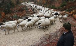Yaylalardan köylere göç başladı