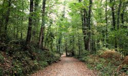 Ormanya sonbahar renkleriyle ziyaretçilerini ağırlıyor