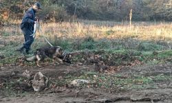 Mantar toplamak için gittiği ormanlık alanda kaybolan adamı 96 kişilik ekip arıyor