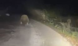 Aracın ışıklarından korkan ayı böyle kaçtı