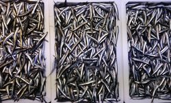 Karadeniz son 35 yılın en bereketli hamsi sezonunu