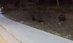 Aç kalan domuz sürüleri, üniversite kampüsüne indi