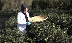 Bu çayın kilosu 6 bin lira