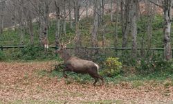 8 kızıl geyik daha doğal yaşamla buluşturuldu