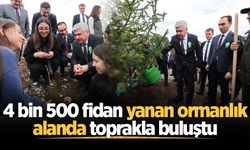 Sakarya'da 4 bin 500 fidan yanan ormanlık alanda toprakla buluştu