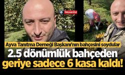 Ayva Tanıtma Derneği Başkanı'nın bahçesini soydular: 2.5 dönümlük bahçeden geriye sadece 6 kasa kaldı!
