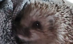 Kirpiler ile dostluğu görenleri gülümsetiyor