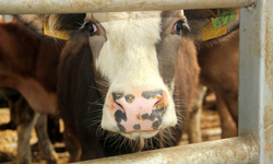 Mudurnu'da şap alarmı; 18 köy ve 4 mahalle karantinada