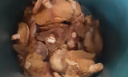 Toplayıp yediği mantardan zehirlendi