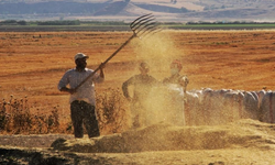 Tarım-GFE yıllık yüzde 34,60 arttı