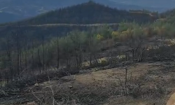 Yanan ormanda hayvanlara ait kemikler bulundu