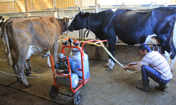 Şap yüzünden beside yüzde 30 kayıp tahmin ediliyor