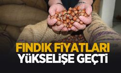 Fındık fiyatları yükseliyor
