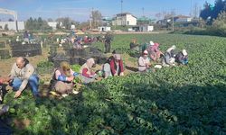 Kilosu tarlada 5, pazarda 35 TL!