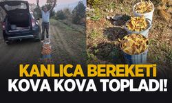 Kovalar dolusu kanlıca mantarı topladı