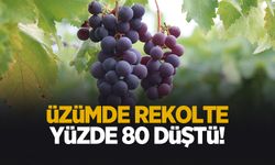 Zirai dondan etkilenen üzümde verim yüzde 80 düştü