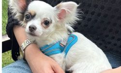 “Kuki” isimli köpek kayboldu