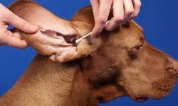Kedi ve köpeklerde kulak bakımı nasıl yapılır?