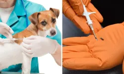 6 aylıktan büyük kedi ve köpek çiplendirilmesine yasal af 31 Aralık'ta sona eriyor!