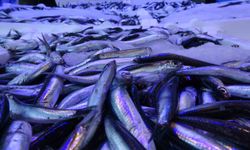 Hamsi Türk karasularını terk etti