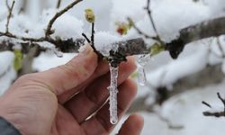 Zirai don desteği 23 milyar 773 milyon liraya ulaştı