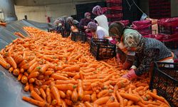Hummalı havuç mesaisi başladı