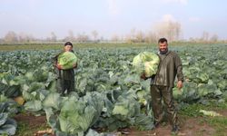 Lahananın hasadına devam ediliyor