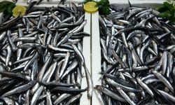 Karadeniz’de hamsi bolluğu devam ediyor