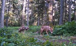 Yaban hayatı kamerada; Ayı, kurt sürücü, geyik...