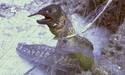 360 bin metrekare hayalet ağ toplandı