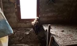 Yaralı şahin koruma altına alındı